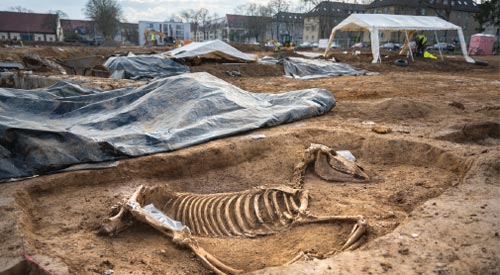 roemer-pferd-nastplatz